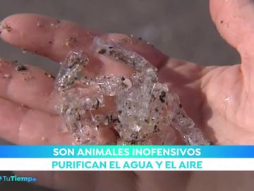 SALPAS SALPAS