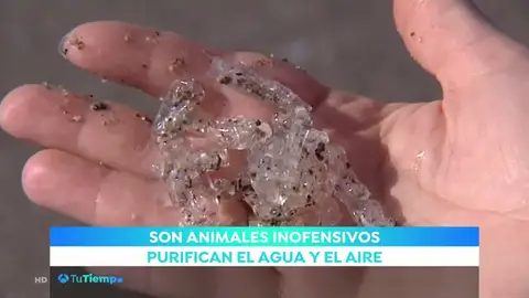 SALPAS SALPAS