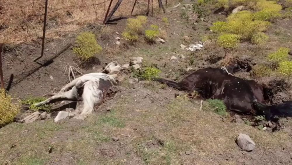 Hallan ocho cadáveres de caballos en una parcela de Jimena de la Frontera (Cádiz)
