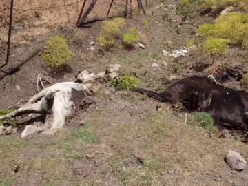 Hallan ocho cadáveres de caballos en una parcela de Jimena de la Frontera (Cádiz)