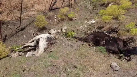 Hallan ocho cadáveres de caballos en una parcela de Jimena de la Frontera (Cádiz) Hallan ocho cadáveres de caballos en una parcela de Jimena de la Frontera (Cádiz)