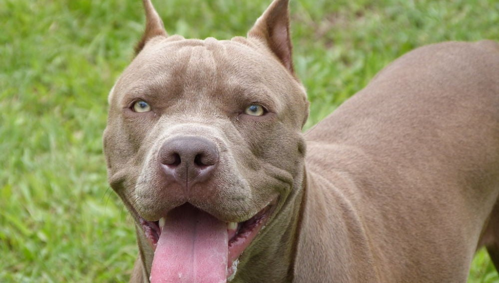 Un pitbull en una imagen de archivo