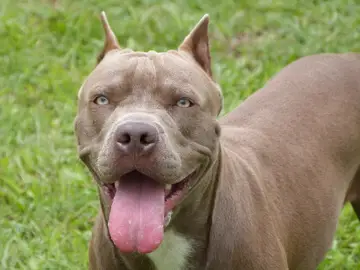 Un pitbull en una imagen de archivo Un pitbull en una imagen de archivo