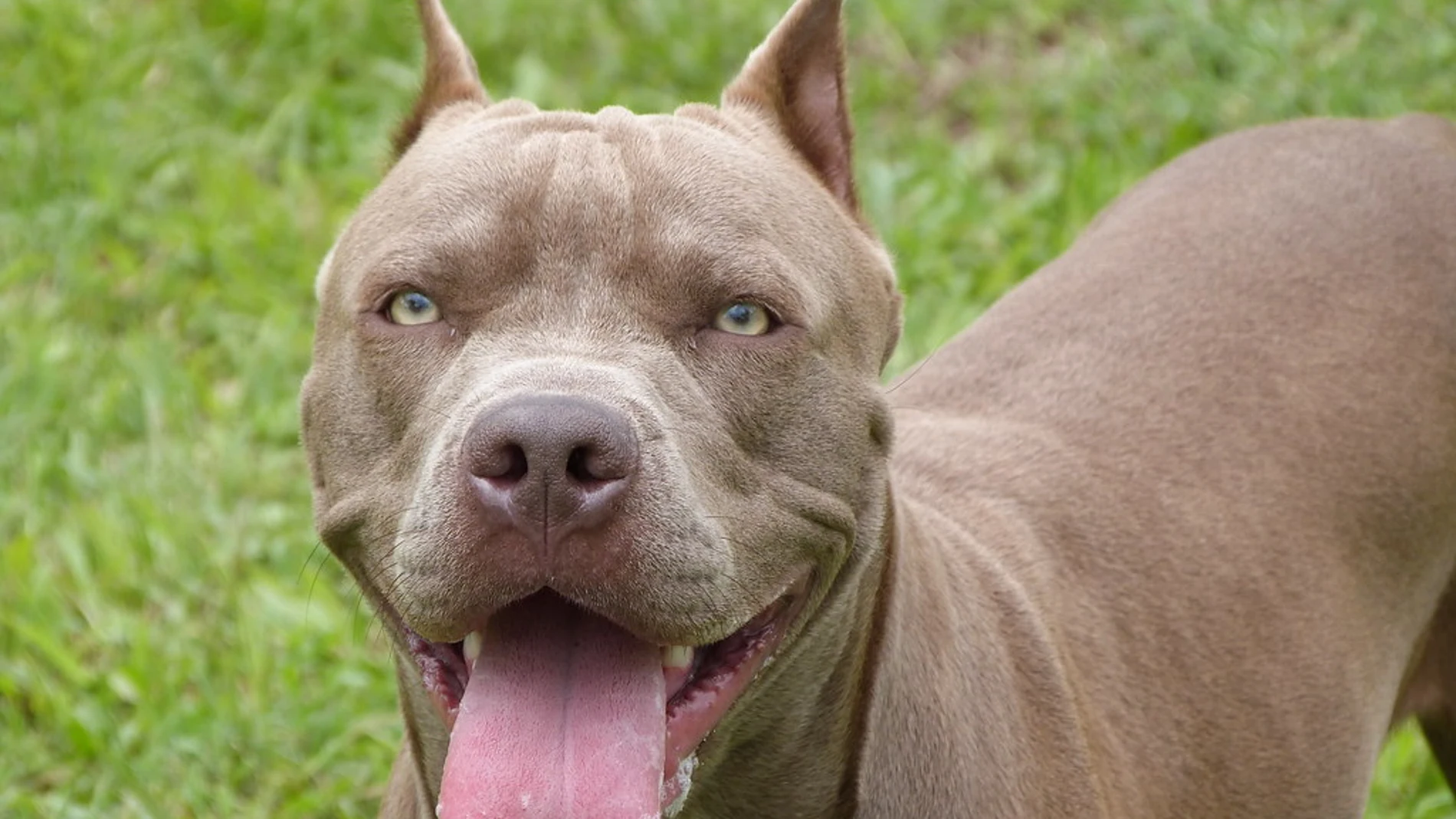 Un pitbull en una imagen de archivo Un pitbull en una imagen de archivo