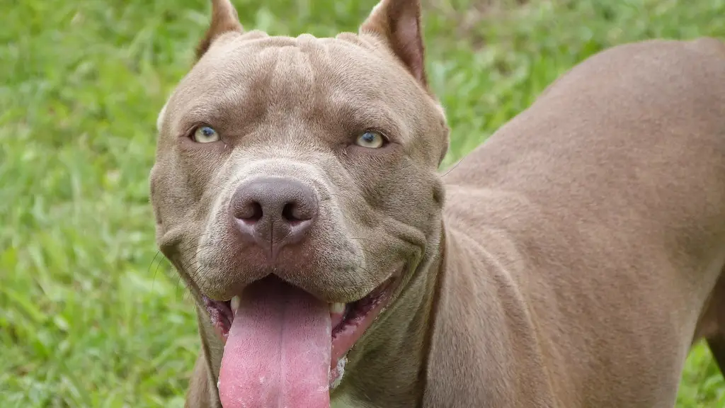 Un pitbull en una imagen de archivo Un pitbull en una imagen de archivo