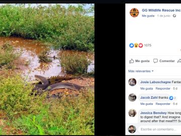 Una pitón devora un cocodrilo Una pitón devora un cocodrilo