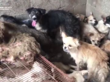 Rescatan a más de 60 perros que iban a ser comidos en el festival chino de Yulin