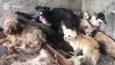 Rescatan a más de 60 perros que iban a ser comidos en el festival chino de Yulin Rescatan a más de 60 perros que iban a ser comidos en el festival chino de Yulin