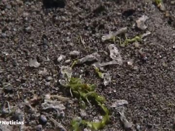 REEMPLAZO Las salpas invaden las playas de Málaga y Granada: ¿Representan algún peligro?