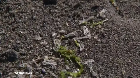 REEMPLAZO Las salpas invaden las playas de Málaga y Granada: ¿Representan algún peligro? REEMPLAZO Las salpas invaden las playas de Málaga y Granada: ¿Representan algún peligro?