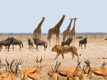 Animales en Namibia