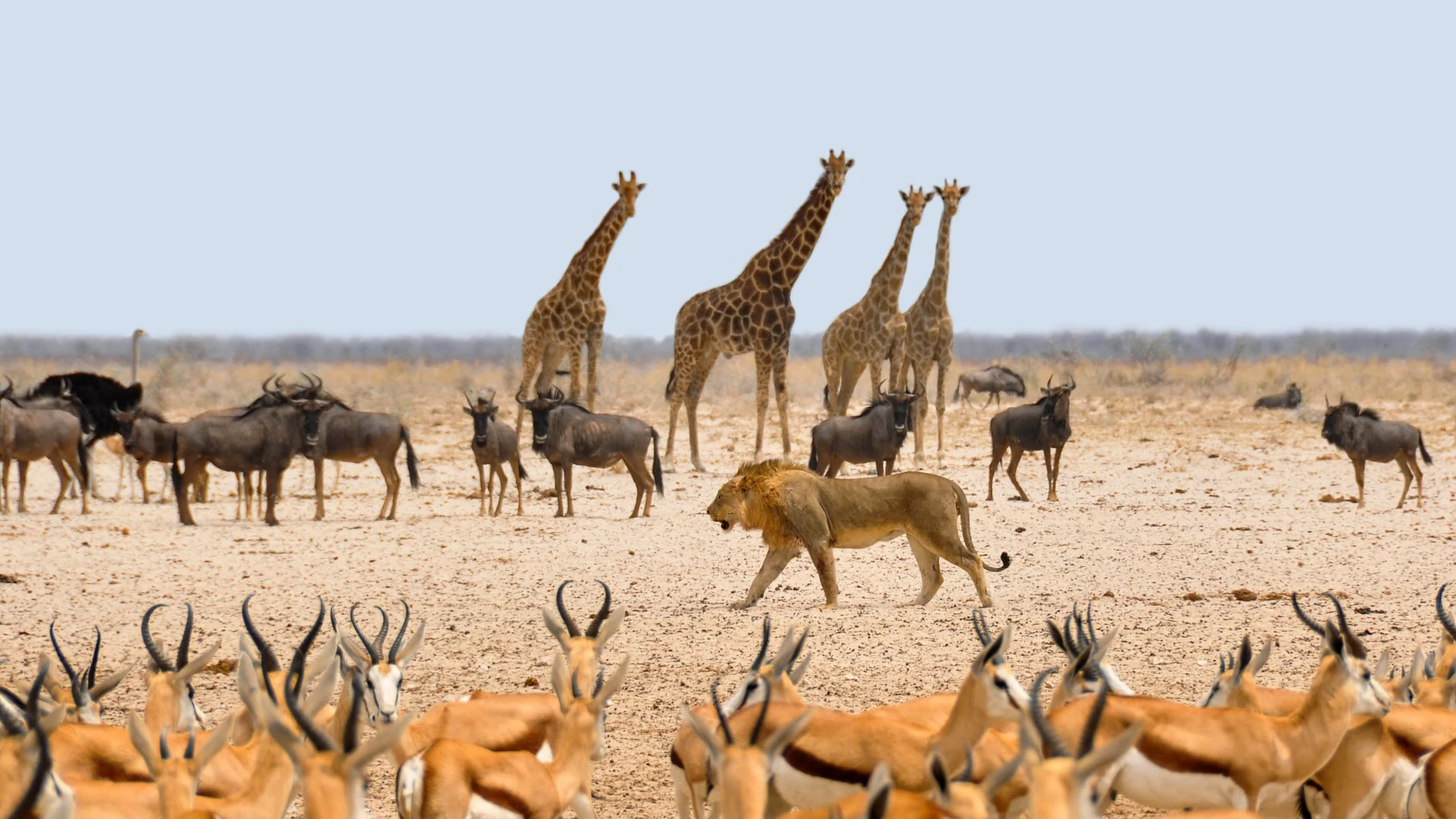 Animales en Namibia Animales en Namibia