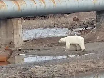 Una osa hambrienta y exhausta baja a una ciudad de Siberia en busca de comida Una osa hambrienta y exhausta baja a una ciudad de Siberia en busca de comida