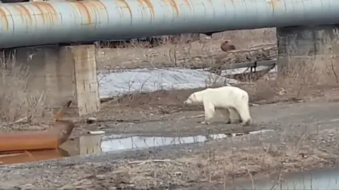 Una osa hambrienta y exhausta baja a una ciudad de Siberia en busca de comida Una osa hambrienta y exhausta baja a una ciudad de Siberia en busca de comida