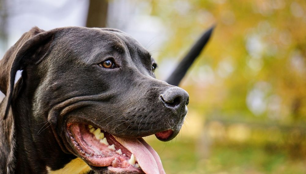 Pitbull