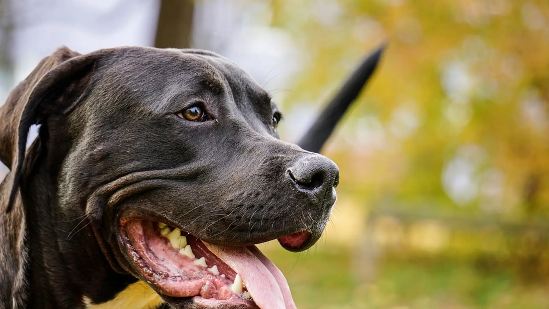 Pitbull