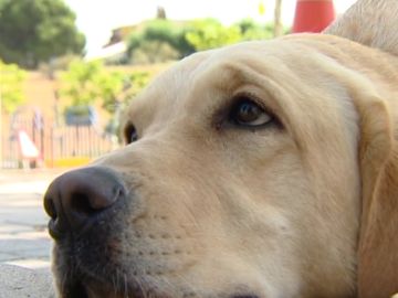 ¿Por qué se produce la 'mirada de cachorro' en los perros?