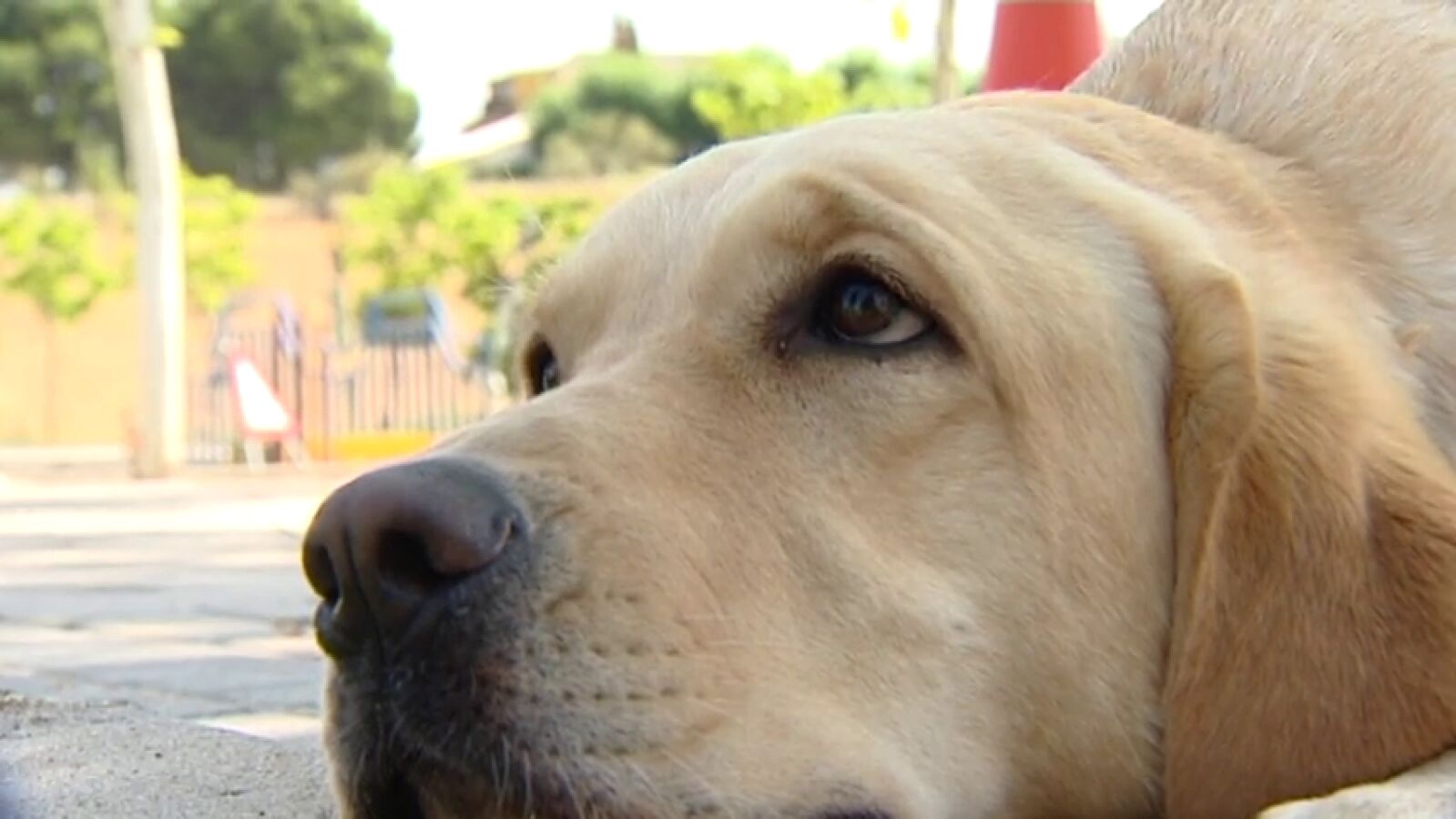 ¿Por qué se produce la 'mirada de cachorro' en los perros?