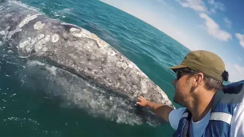 Ballena gris Ballena gris