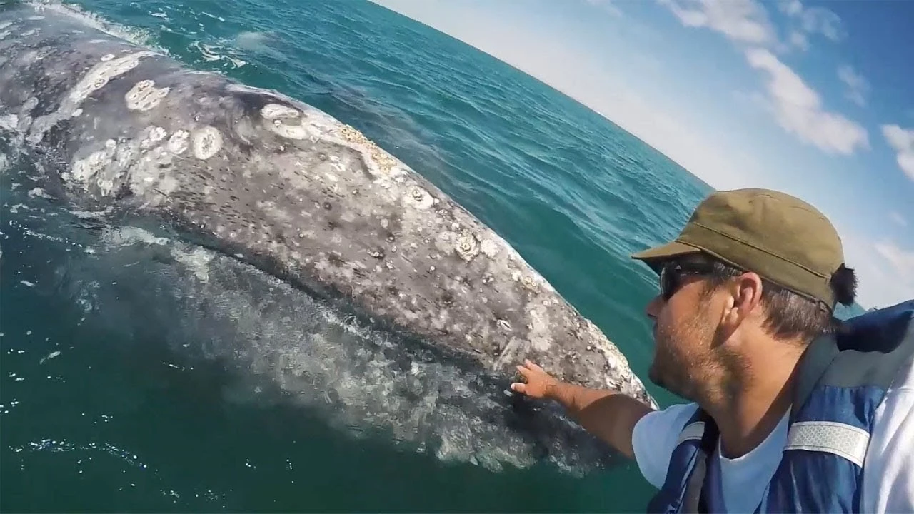 Ballena gris Ballena gris