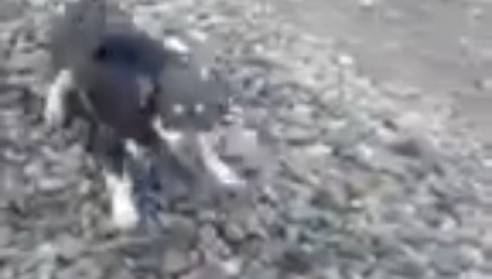 El perro atado a la vía