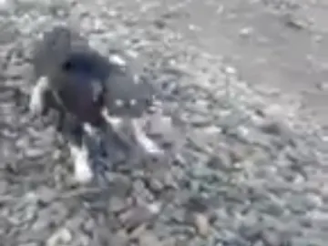 El perro atado a la vía El perro atado a la vía