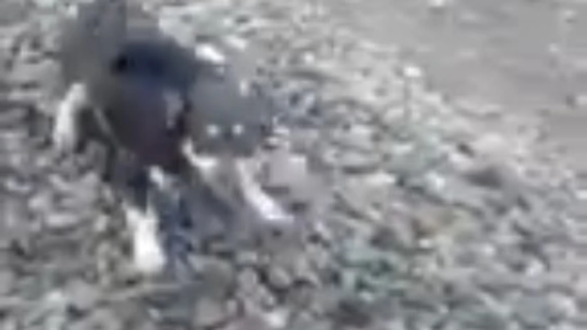 El perro atado a la vía El perro atado a la vía