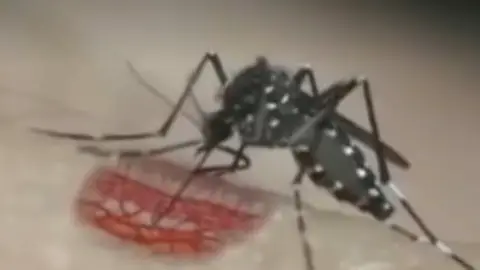 El mosquito tigre puede transmitir el virus chikungunya, dengue y zika. El mosquito tigre puede transmitir el virus chikungunya, dengue y zika.
