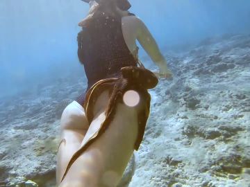 Pulpo enganchado a buceadora Pulpo enganchado a buceadora