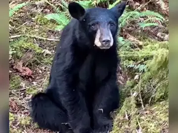 Sacrifican a una cría de oso polar por volverse demasiado cariñoso con los humanos Sacrifican a una cría de oso polar por volverse demasiado cariñoso con los humanos