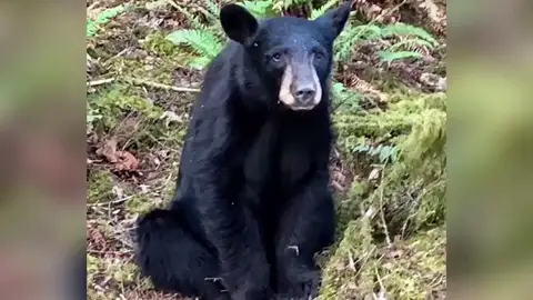 Sacrifican a una cría de oso polar por volverse demasiado cariñoso con los humanos Sacrifican a una cría de oso polar por volverse demasiado cariñoso con los humanos