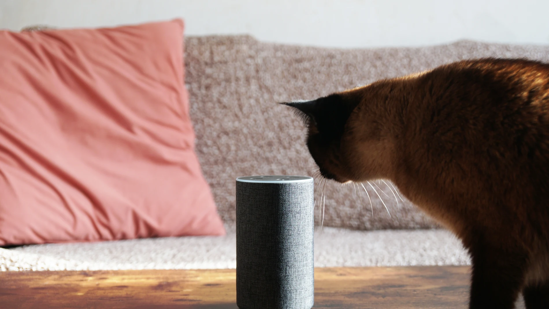 Amazon permitirá eliminar lo almacenado en Alexa, su asistente virtual. Amazon permitirá eliminar lo almacenado en Alexa, su asistente virtual.