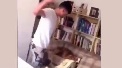 Prohíben tener mascotas a un joven después de dar puñetazos a su perro por subirse a un sillón 