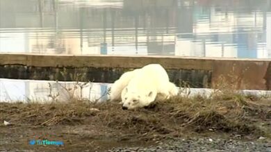 La dramática imagen de un oso polar en Rusia: busca comida a 800 kilómetros de su hábitat natural