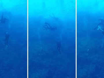 Tiburón muerde a un buceador Tiburón muerde a un buceador
