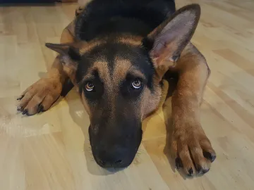 Un perro con aspecto triste Un perro con aspecto triste