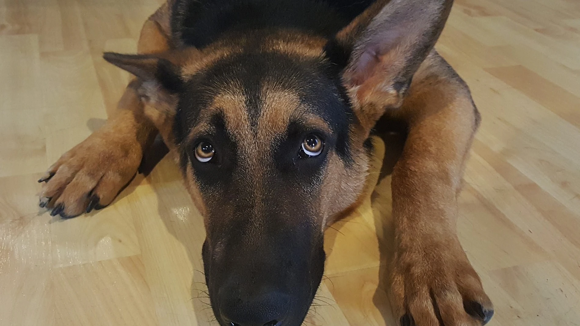 Un perro con aspecto triste Un perro con aspecto triste