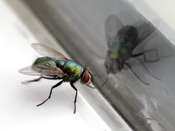 Mosca Mosca