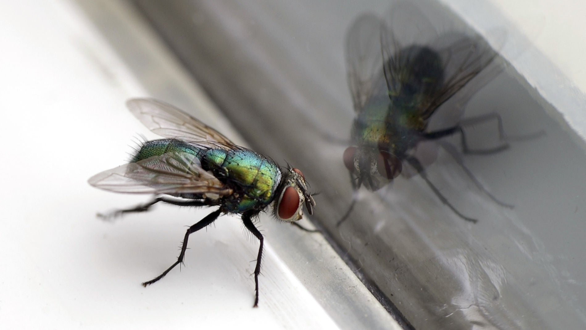Mosca