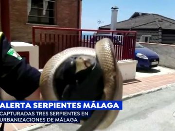 Serpientes en Málaga