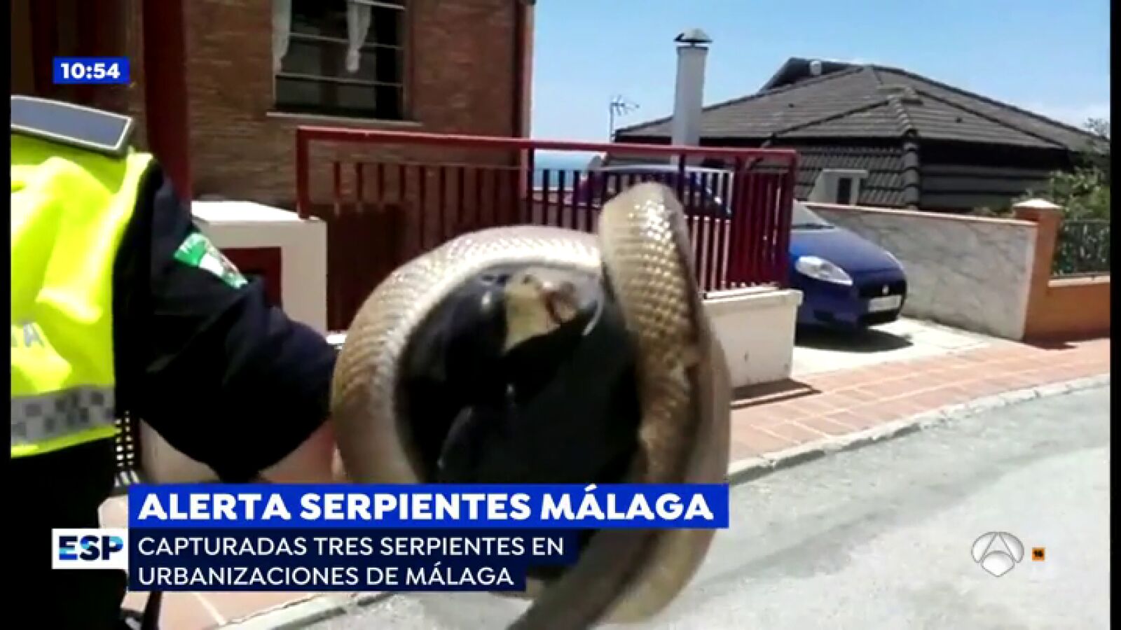 Alerta en Málaga por 3 serpientes de metro y medio rescatadas en zonas urbanas