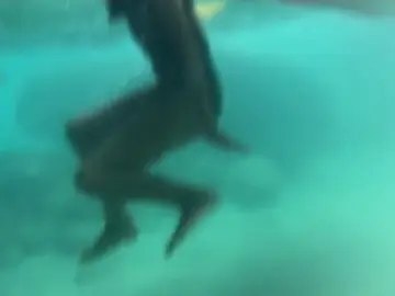 Nadando entre 50 tiburones Nadando entre 50 tiburones