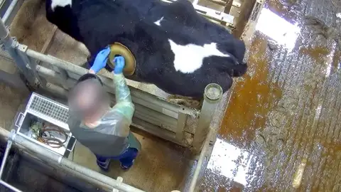 Las vacas con agujeros en el lomo Las vacas con agujeros en el lomo