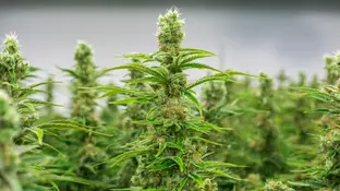 Imagen de archivo de plantaciones de marihuana. Imagen de archivo de plantaciones de marihuana.