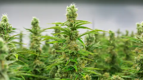 Imagen de archivo de plantaciones de marihuana. Imagen de archivo de plantaciones de marihuana.