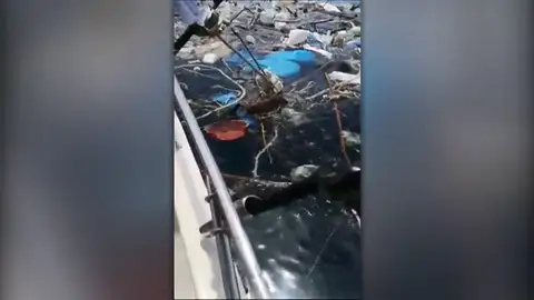 Tortugas Tortugas