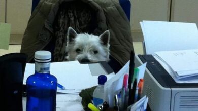Así se celebra el Día de Llevar a tu Perro al Trabajo 
