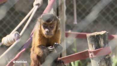Un padre y su hija gestionan un santuario para primates rescatados: 