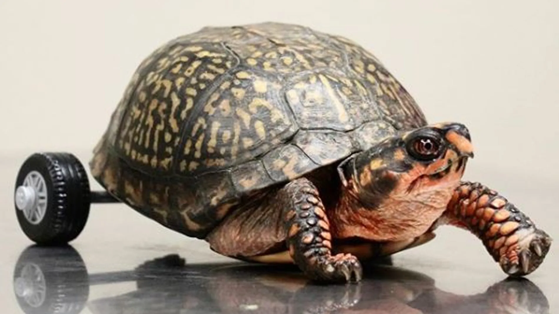 Pedro, la tortuga discapacitada que vuelve a andar con unas ruedas de LEGO Pedro, la tortuga discapacitada que vuelve a andar con unas ruedas de LEGO