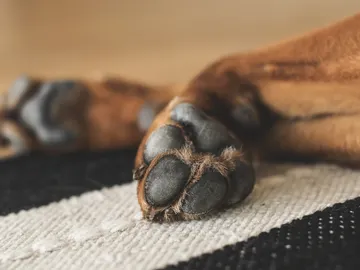 Patas de un perro Patas de un perro